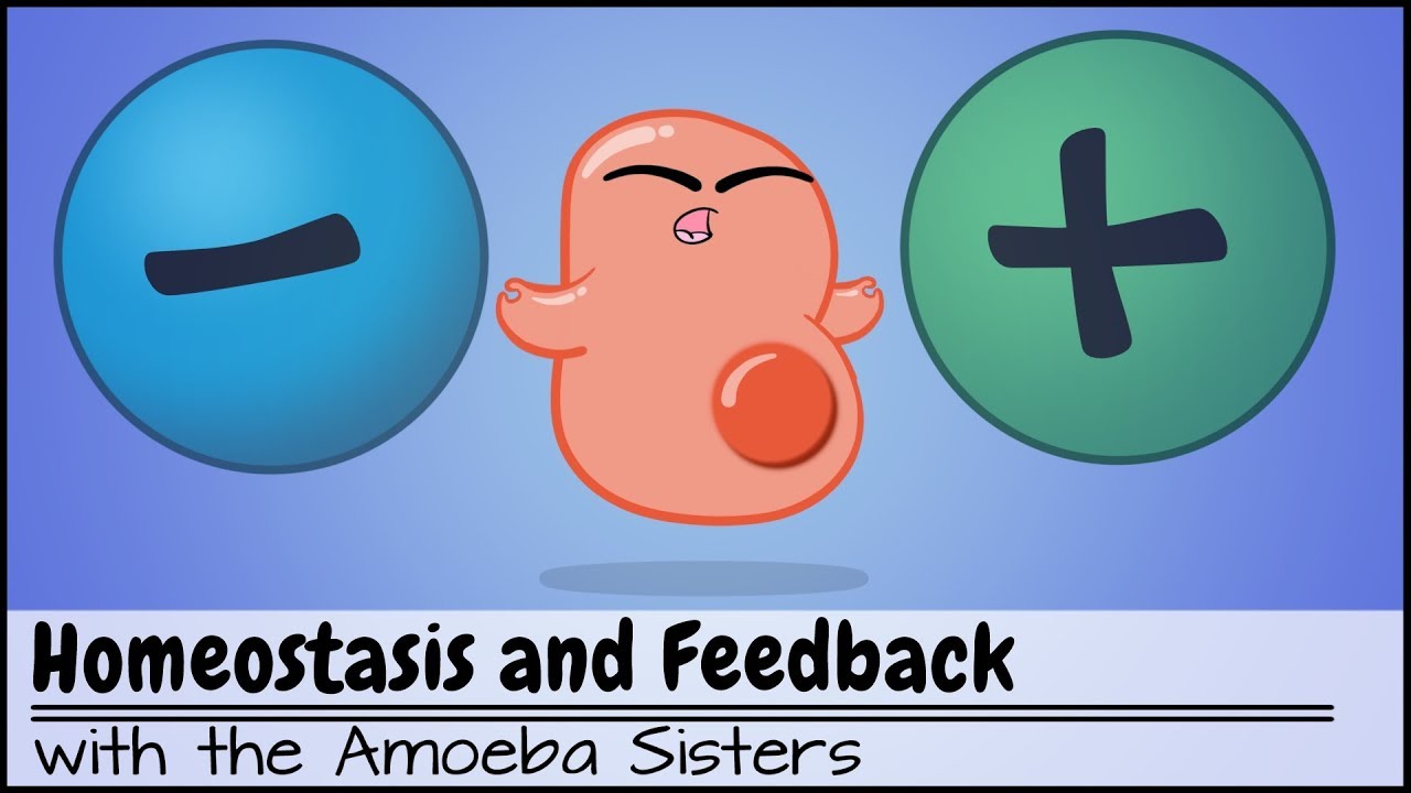 Homeostasis and Negative Positive Feedback