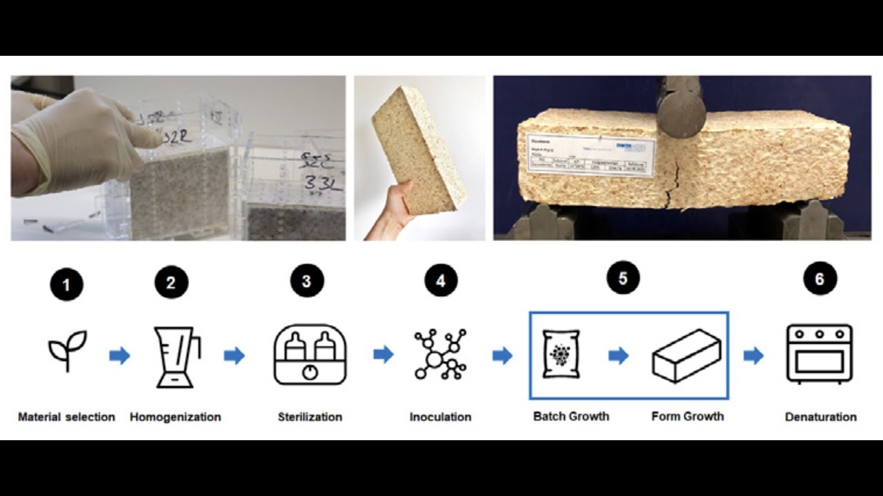 Fungal mycelium and chipped wood composite for building components